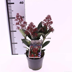 SKIMMIA JAPONICA RUBELLA