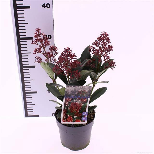 <h4>SKIMMIA JAPONICA RUBELLA</h4>