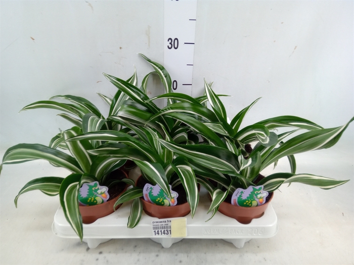 <h4>Dracaena frag. 'Jade Jewel'</h4>