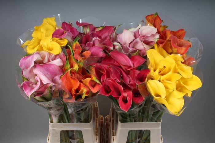 <h4>CALLA GEMENGD IN FUST ZANT GEM IN F</h4>