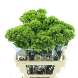 Dianthus Br Kiwi Mellow