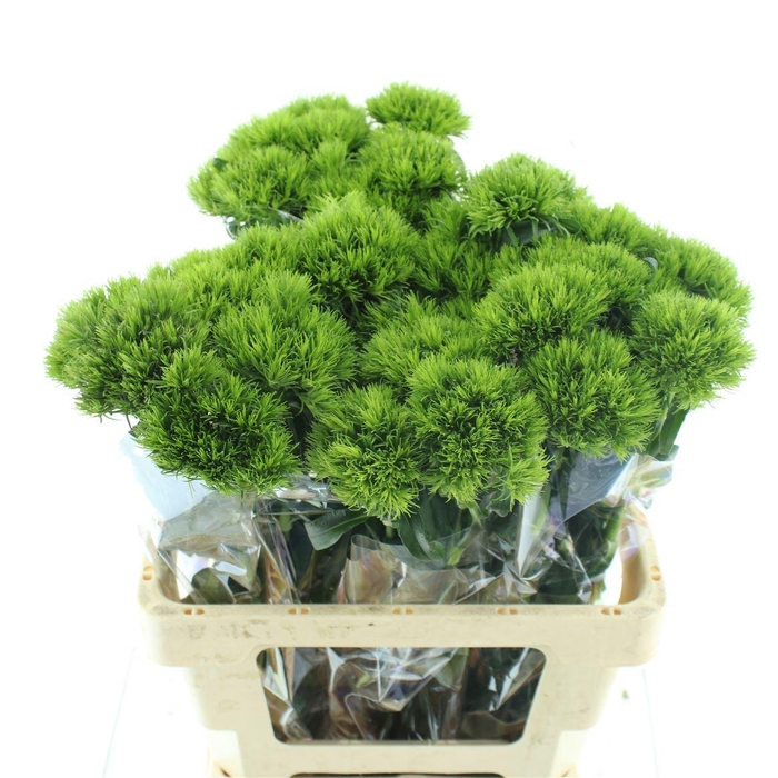 <h4>Di Barb Kiwi Mellow Extra</h4>