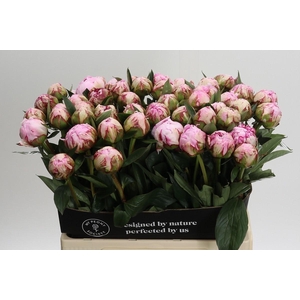 Paeonia Sarah Bernhardt