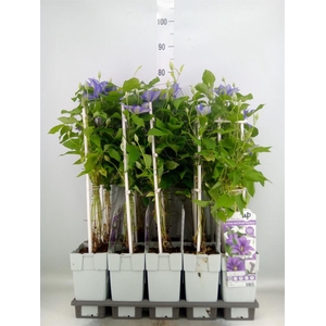 Clematis   ...