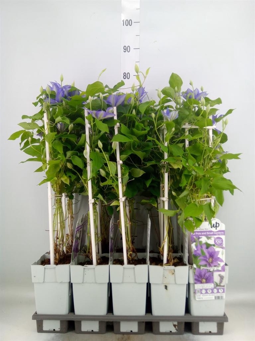 <h4>Clematis   ...</h4>