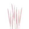 Pennisetum Pin04