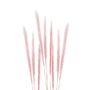 Pennisetum Pin04