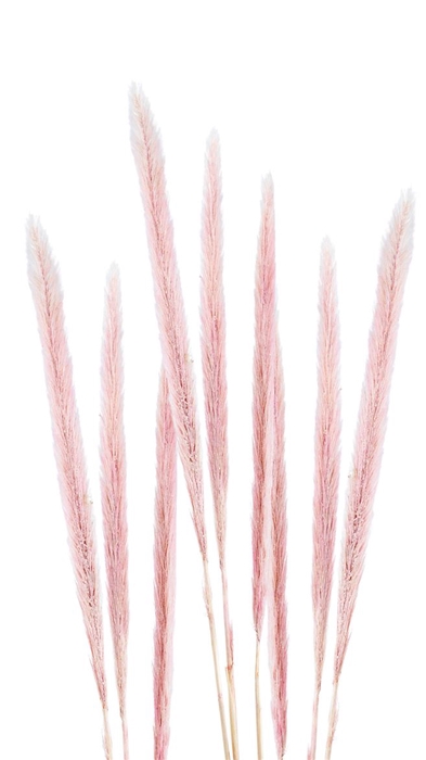 <h4>Pennisetum Pin04</h4>