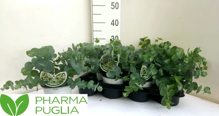 <h4>EUCAL CINEREA</h4>