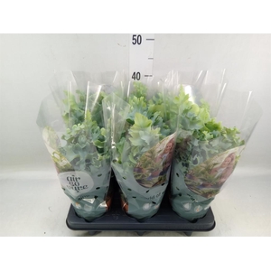 Phlebodium aureum 'Davana'