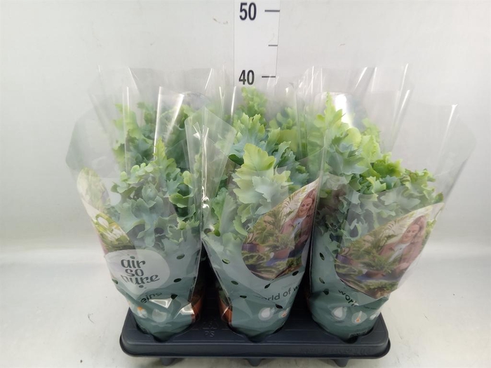 <h4>Phlebodium aureum 'Davana'</h4>