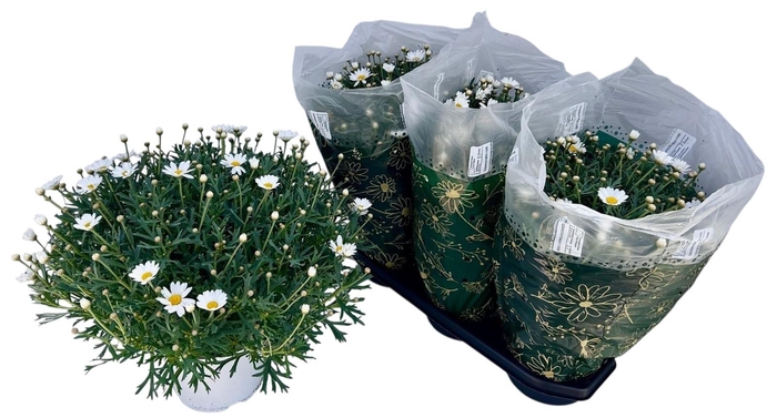 <h4>ARG STELLA 2000</h4>
