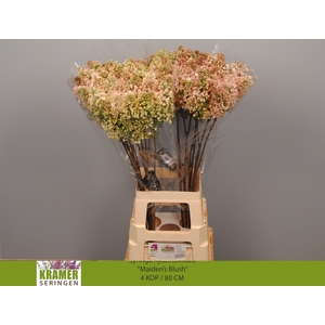 SYR HY MAIDENS BLUSH