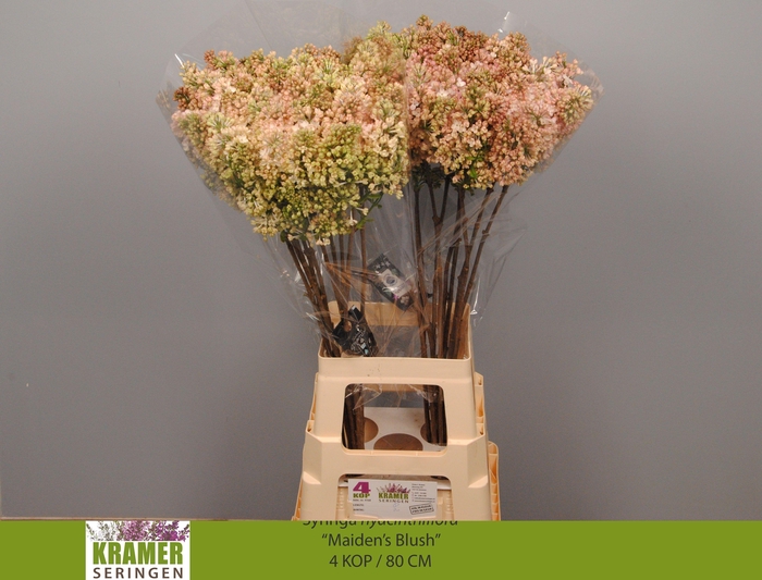 <h4>SYR HY MAIDENS BLUSH</h4>