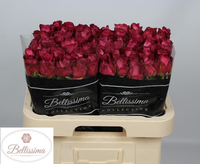 <h4>R GR INEVITABLE</h4>