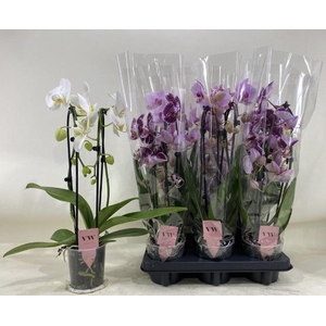 PHAL GEM