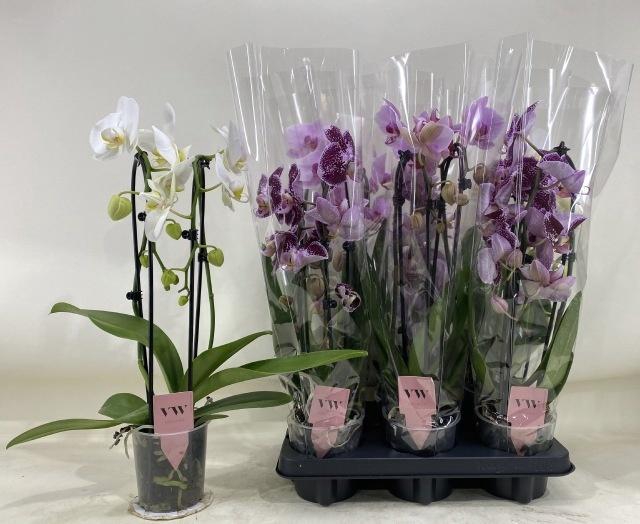 <h4>PHAL GEM</h4>