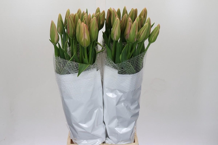 <h4>Tulipa (Frans) en Swarovski</h4>