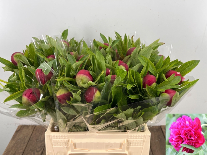 <h4>PAEO OF RUBRA PLENA</h4>