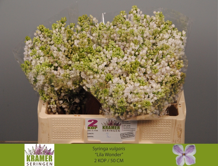 <h4>SYR V LILA WONDER</h4>