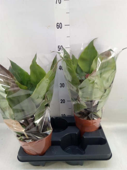 <h4>Aechmea tayoensis</h4>