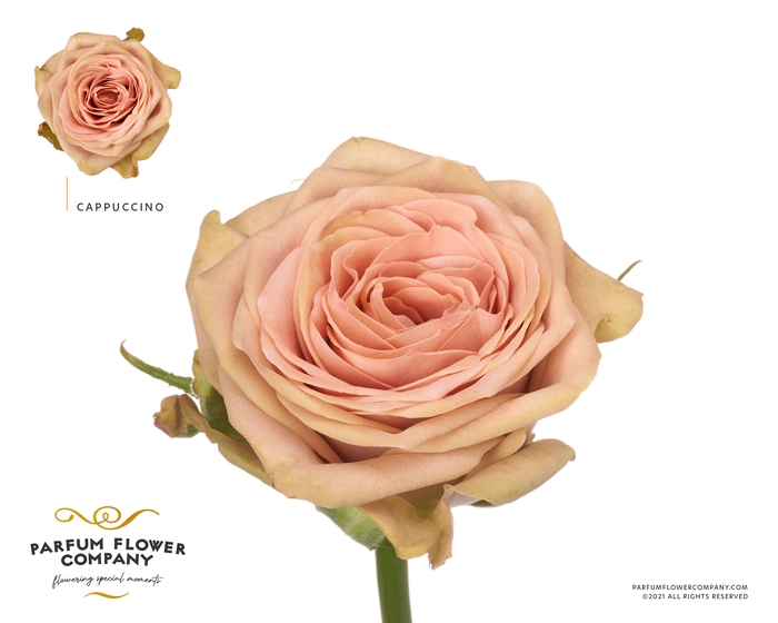 <h4>Rosa Premium Cappuccino</h4>