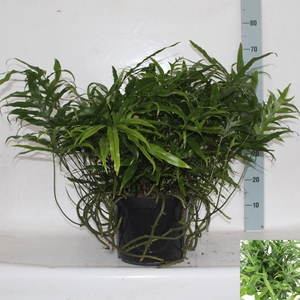 MICROS DIVERSIFOLIUM