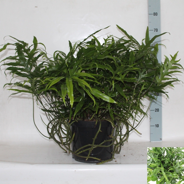 <h4>MICROS DIVERSIFOLIUM</h4>