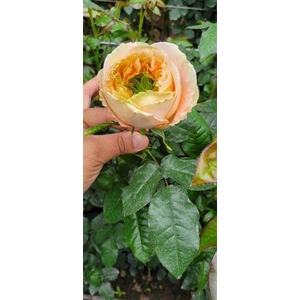 R Gr Melon Xpression