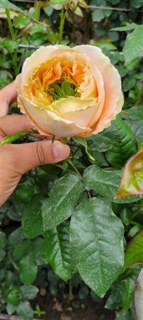 <h4>R Gr Melon Xpression</h4>