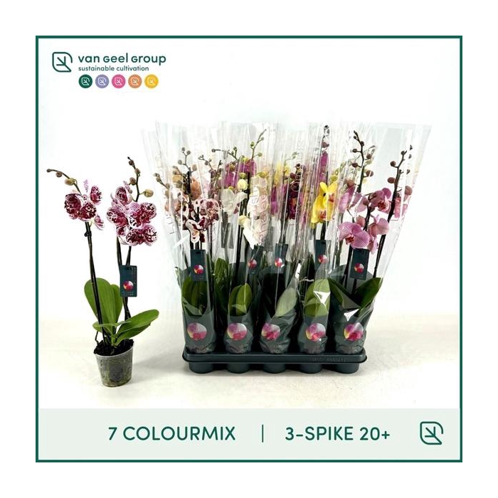 <h4>3-tak 20+, 7 colourmix</h4>