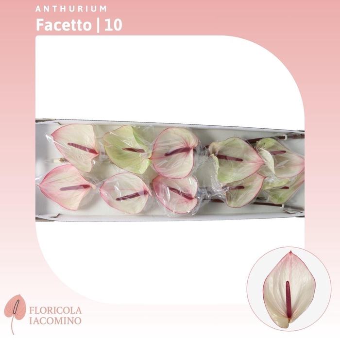 <h4>Anthurium Facetto</h4>