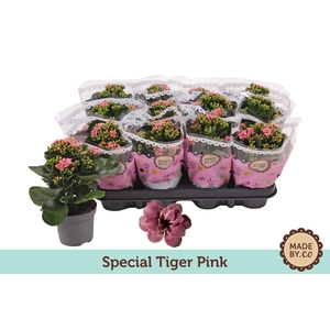 Kalan Gev Tiger Pink Special