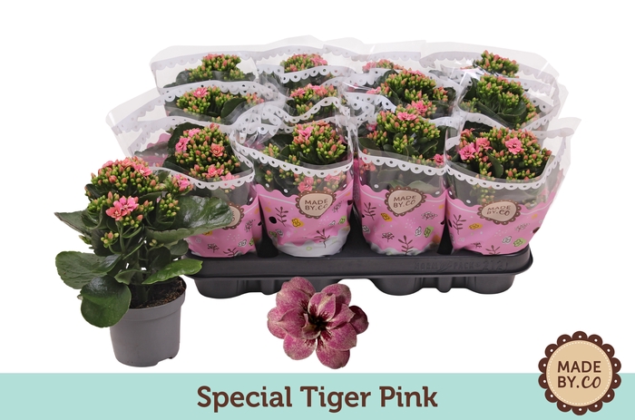 <h4>Kalan Gev Tiger Pink Special</h4>