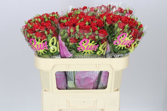 <h4>Rosa Tr Mirabel</h4>