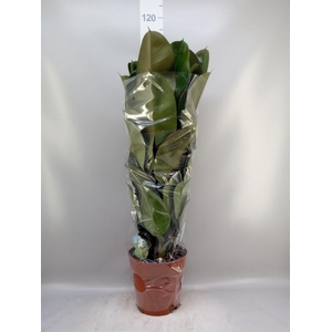 Ficus elastica 'Robusta'