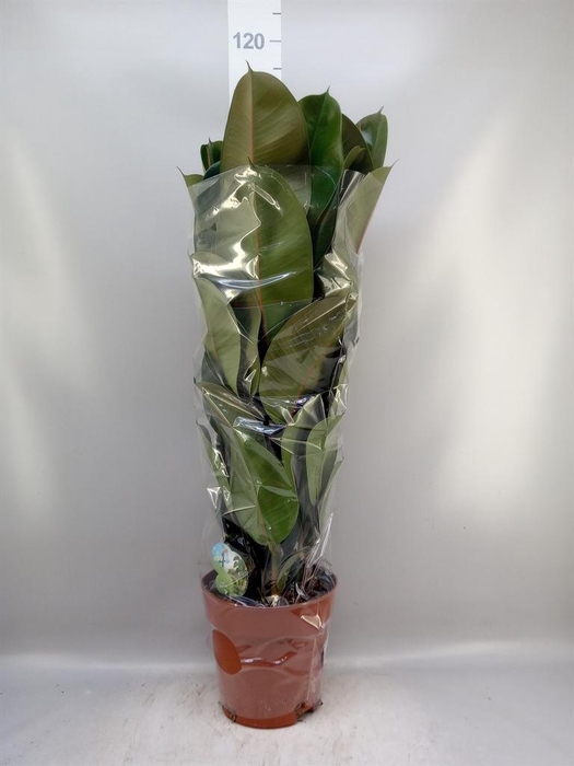 <h4>Ficus elastica 'Robusta'</h4>