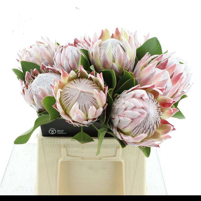<h4>PROTEA CYNAROIDES</h4>