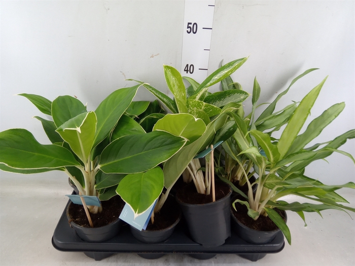 <h4>Aglaonema   ...mix</h4>