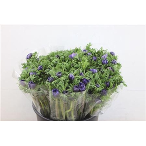 ANEM LEVANTE BLUE 45CM