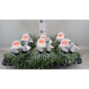 Soleirolia soleirolii   ...green