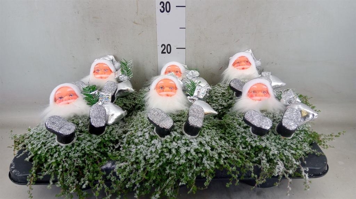 <h4>Soleirolia soleirolii ...green</h4>