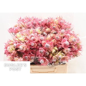 Serruria Ayoba Pretty N Pink 10 PLUS BLOEMEN