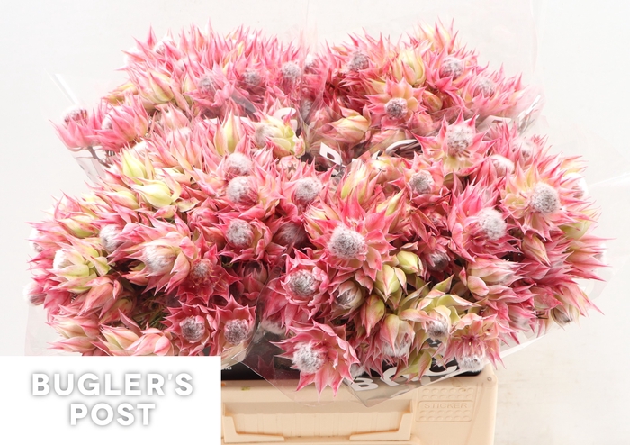 <h4>Serruria Ayoba Pretty N Pink 10 PLUS BLOEMEN</h4>