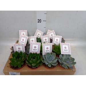 Echeveria  'Rosetta'   ...mix