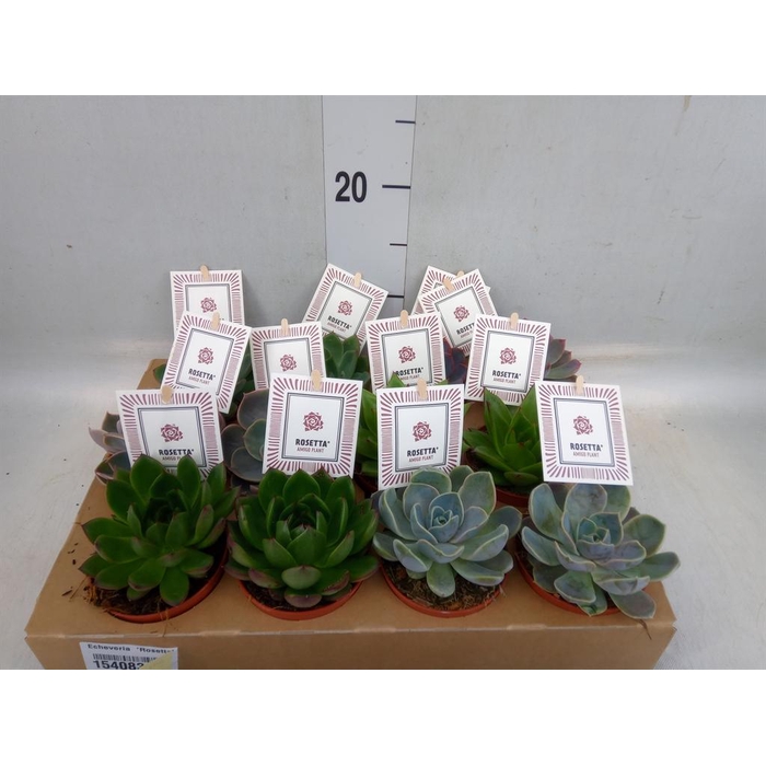 <h4>Echeveria  'Rosetta'   ...mix</h4>