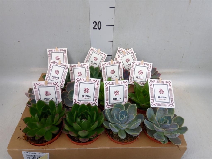 <h4>Echeveria  'Rosetta'   ...mix</h4>