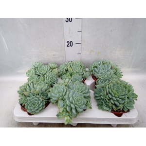 Echeveria elegans