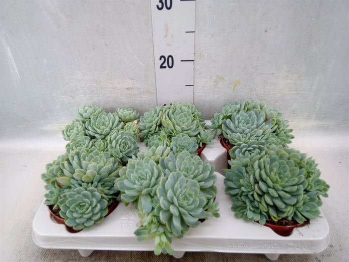 <h4>Echeveria elegans</h4>