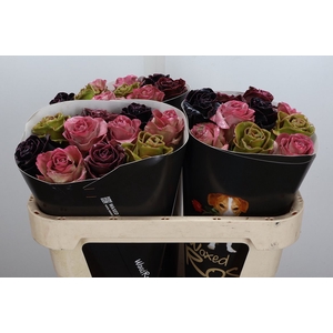 R Wx Herfst Mix W120